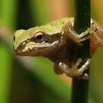 PacificTreefrog_1