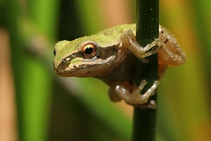 PacificTreefrog_1 PacificTreefrog_1
