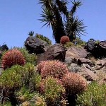 Mojave National Preserve Mojave National Preserve
