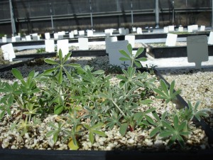 Lupine seedings, Theodore Payne Foundation, January 2010