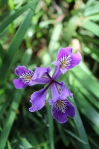 Iris. Photo: Emily Green