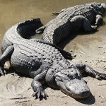 Officials warn "importing or owning alligators is illegal in Nevada." Click image for AP story.