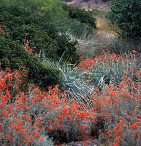 Epilobium californica, flowering now. Photo: Native Sons