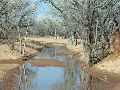 Rio Grande Bosque studied by UNM biologist James Cleverly; Photo via jfleck at inkstain