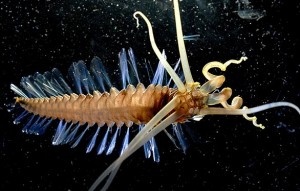 A new species of worm discovered in a comprehensive marine census. Via Los Angeles Times
