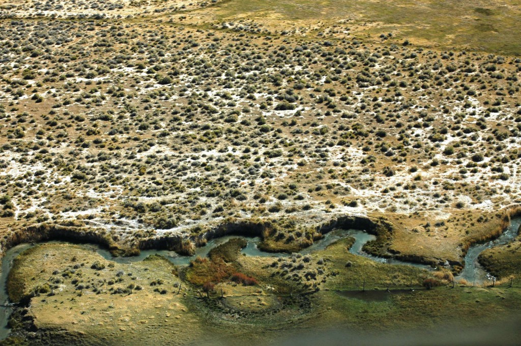 A Snake Valley stream flowing from Big Springs near Baker, Nevada. Aerial photo: Terry Marasco