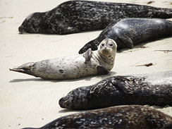 Seals of San Diego