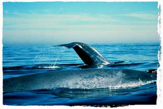 A pair of blue whales. Photo: NOAA Marine Sanctuaries, Channel Islands.
