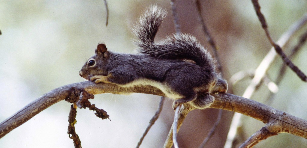 Western gray squirrel, Sciurus griseus. Photo: Terry Spivey Photography, Bugwood.org. 