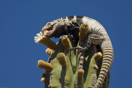 Spiny-Tailed Iguana (Ctenosaura hemilopha conspicuosa) eating Cardon Cactus (Pachycereus pringlei) blossoms. hoto: Ralph Lee Hopkins. All rights reserved. Click here to be taken to the San Diego Natural History Museum