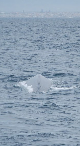 Blue whale spotted off Los Angeles, August 2009. Photo: Ilsa Setziol