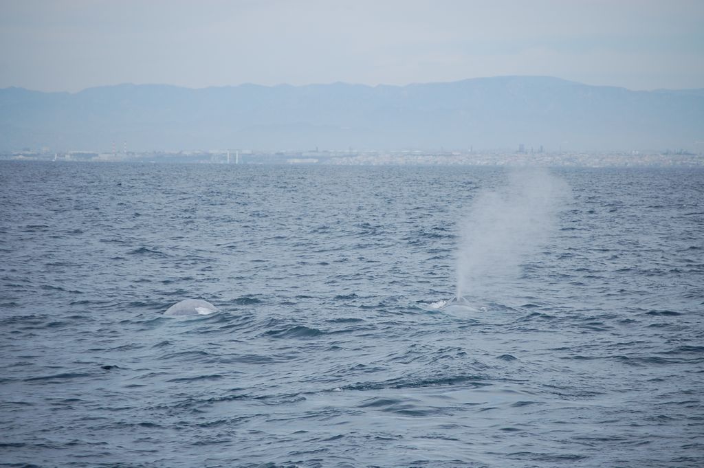Mother and calf spotted off the Los Angeles Coast. Photo: Ilsa Setziol