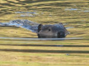20091015__out_beavers_1018~1_300