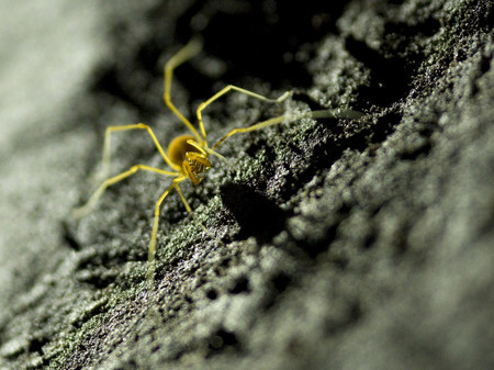 Model Cave Harvestman spider, Great Basin National Park. Photo: John Locher / Las Vegas Review Journal