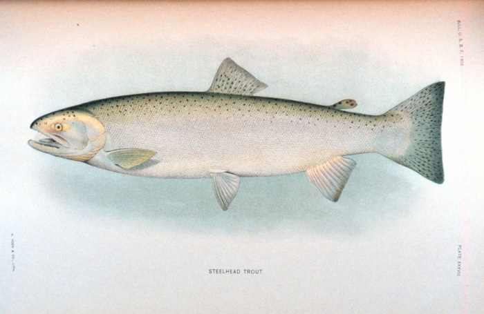 Steelhead Trout. Source: NOAA