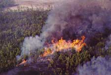 Damaging forest fire in heavy rough. Source: Bugwood.org