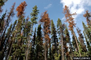 British Columbian stand of lodgepole pines infested with mountain pine beetles. Photo: Ronald F. Billings, Texas Forest Service, Bugwood.org
