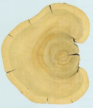 Tree rings detail from "The tree rings' tale" by John Fleck, University of New Mexico Press, 2009