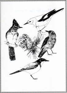 The North American Corvids that harvest, eat and cache pine nuts. Clockwise from top: Clark's Nutcracker, Pinyon Jay, Scrub Jay, Steller's Jay. Sketch by Claudet Kennedy. Source: "Made for Each Other" by Ronald Lanner, Oxford University Press, 1996