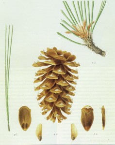 Ponderosa pine * Pinus ponderosa. Illustration Eugene O. Murman. From "Conifers of California" by Ronald M. Lanner. Cachuma Press, 1999. All rights reserved