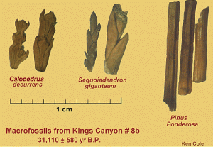 31,000 year-old Incense Cedar, Giant Sequoia and Ponderosa Pine needles from a packrat midden. Source: USGS Colorado Plateau Research Station