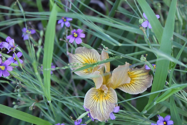 Pacific coast iris and blue-eyed grass. Photo: Emily Green