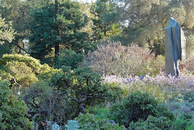 Manzanita and California lilac in Rancho Santa Ana Botanic Garden. Photo: Emily Green