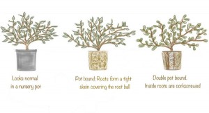 Root bound nursery plants. Drawing: Emily Green