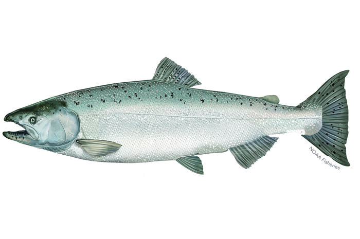 More than oranges, oil or movies, California's greatness once rested in its salmon. Click on the NOAA image to learn more from the federal Department of Commerce about winter-run Chinook salmon.