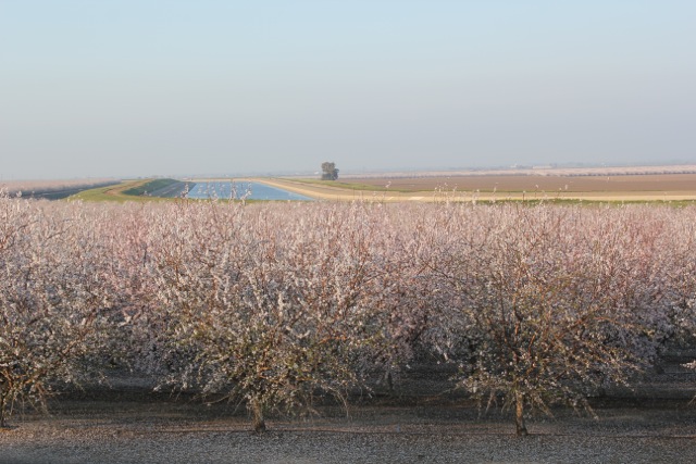 Almonds in drought on the west side of the San Joaquin Valley. Photo: Emily Green