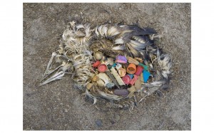 Digital print of unaltered stomach contents of a Laysan albatross fledgling, Midway Island by Chris Jordan. Part of the Exhibit Plastic Fantastic? at the Honolulu Museum of Art. Click on the image for details of the show.