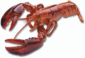 American lobster. Click on the Homarus americanus to learn more about the American lobster from NOAA Greater Atlantic Region Fisheries. 
