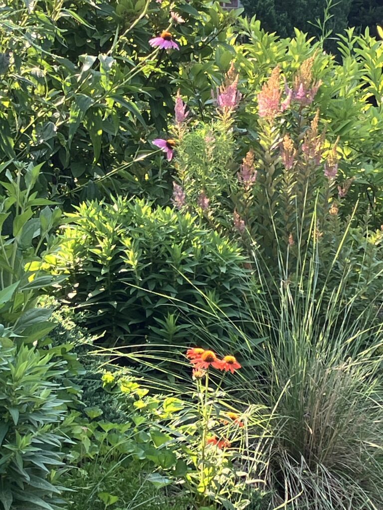 Spirea, aster, coneflower, Muhly grass in a detail shot of a Maryland native garden. The coneflower is an unusual orange.
